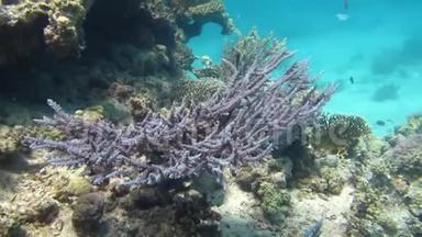 鱼礁美丽的环境。 红海